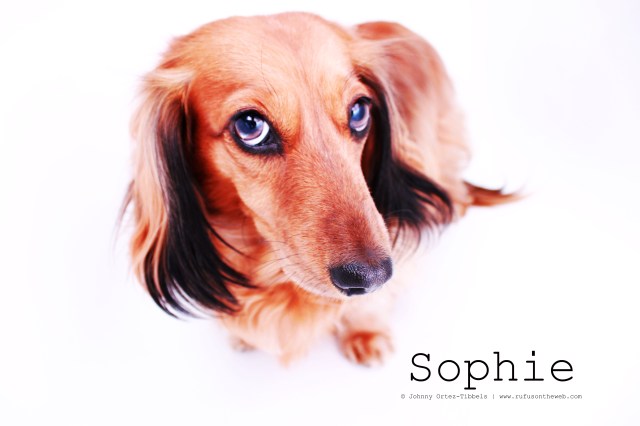dachshund, doxies, longhairdachshund 