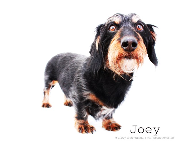 Joey 2011 | Photo by: Johnny Ortez-Tibbels ©