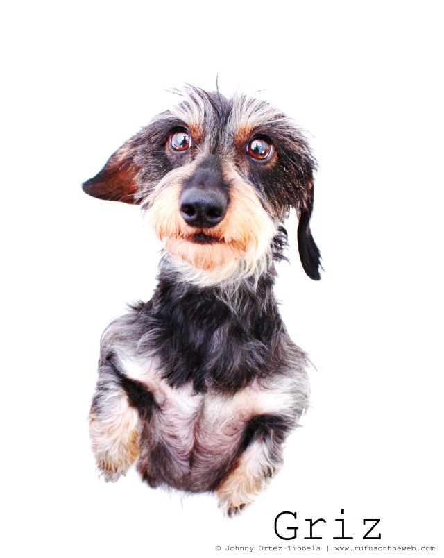 Griz 2011 | Photo by: Johnny Ortez-Tibbels ©