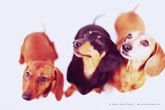 Lily, Emily & Rufus | February 2014.  Photo by: Johnny Ortez-Tibbels ©