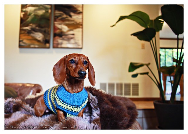 Lily | March 2014.  Photo by: Johnny Ortez-Tibbels ©