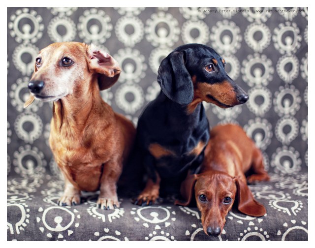 Rufus, Emily & Lily | March 2014.  Photo by: Johnny Ortez-Tibbels ©