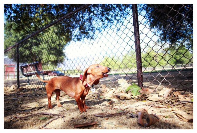 Lily | March 2014.  Photo by: Johnny Ortez-Tibbels ©