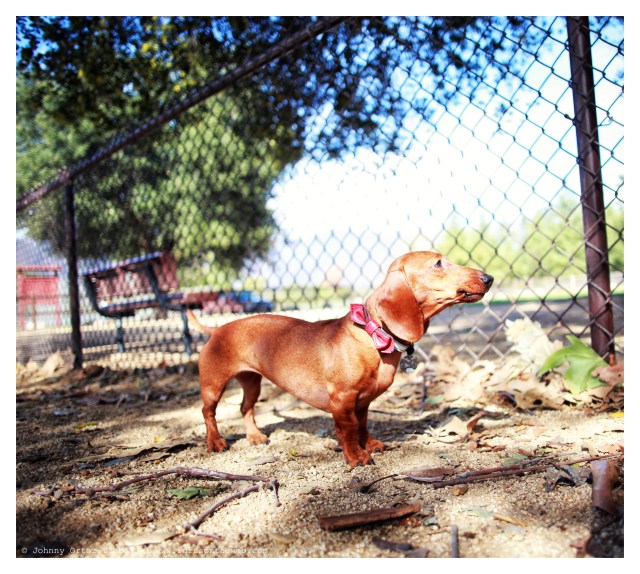 Lily | March 2014.  Photo by: Johnny Ortez-Tibbels ©