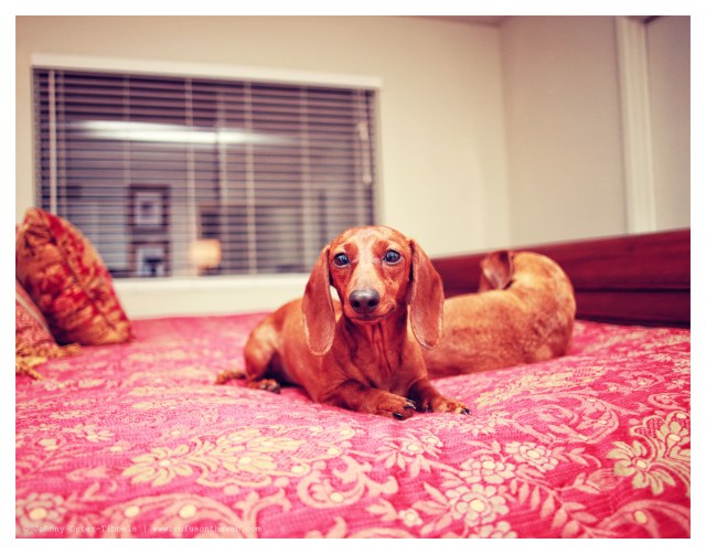 Lily | March 2014. Photo by: Johnny Ortez-Tibbels ©