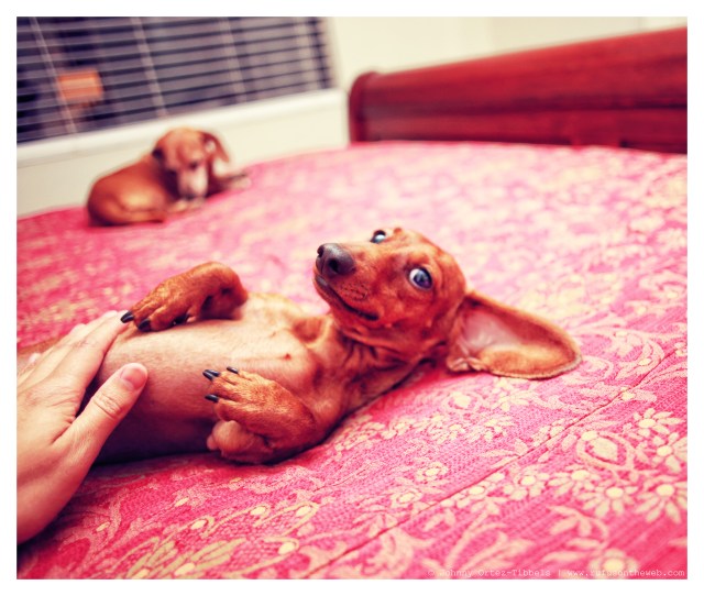 Lily | March 2014. Photo by: Johnny Ortez-Tibbels ©