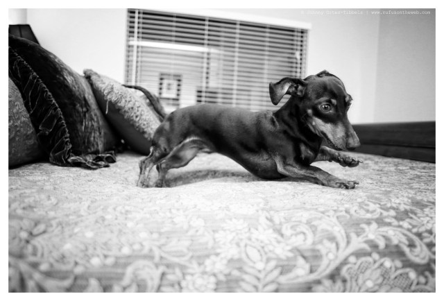 Emily | March 2014. Photo by: Johnny Ortez-Tibbels ©