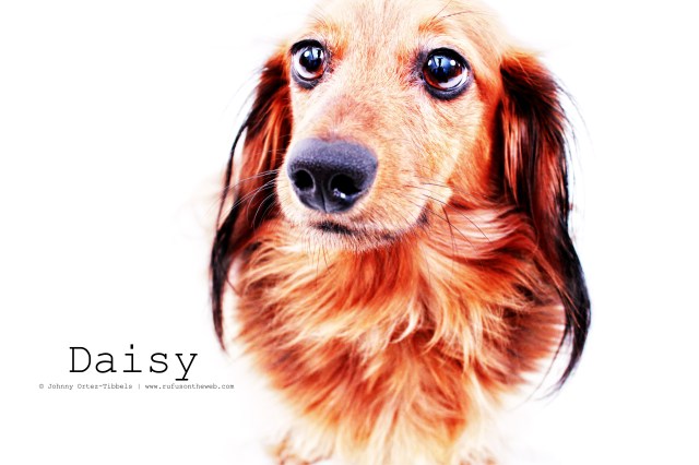Daisy | February 2011.  Photo by: Johnny Ortez-Tibbels ©