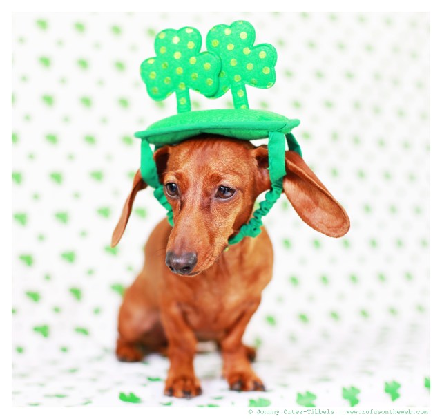 Lily | March 2014. Photo by: Johnny Ortez-Tibbels ©