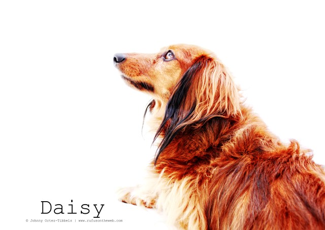 Daisy | February 2011.  Photo by: Johnny Ortez-Tibbels ©