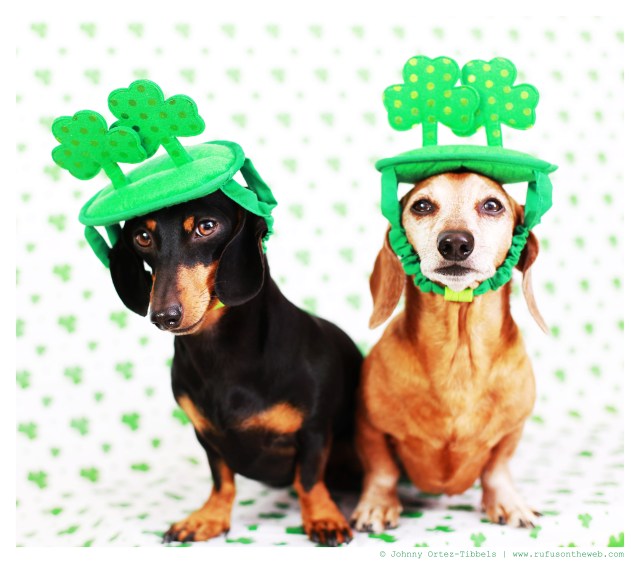 Emily & Rufus | March 2014. Photo by: Johnny Ortez-Tibbels ©