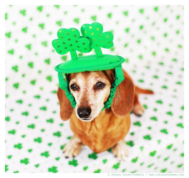 Rufus | March 2014. Photo by: Johnny Ortez-Tibbels ©