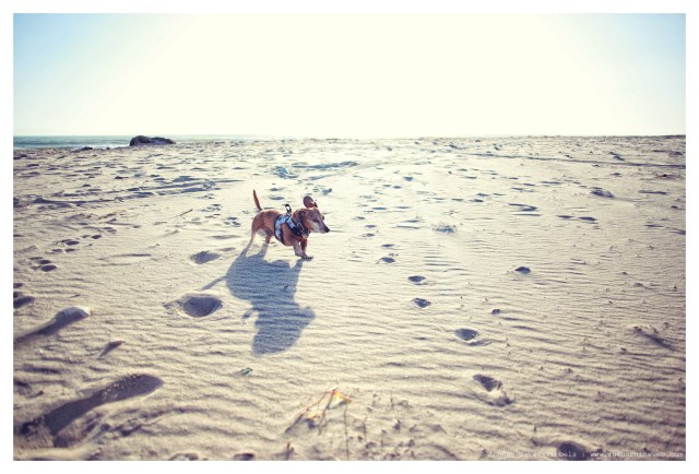 Rufus | March 2014. Photo by: Johnny Ortez-Tibbels ©