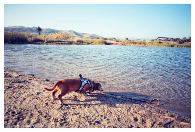 Rufus | March 2014.  Photo by: Johnny Ortez-Tibbels ©