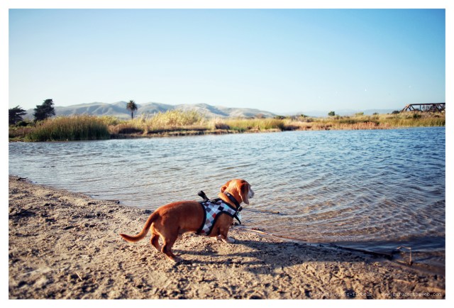 Rufus | March 2014.  Photo by: Johnny Ortez-Tibbels ©