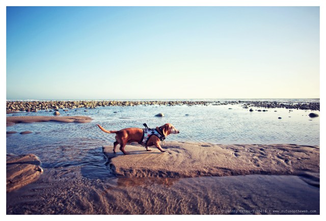 Rufus | March 2014.  Photo by: Johnny Ortez-Tibbels ©