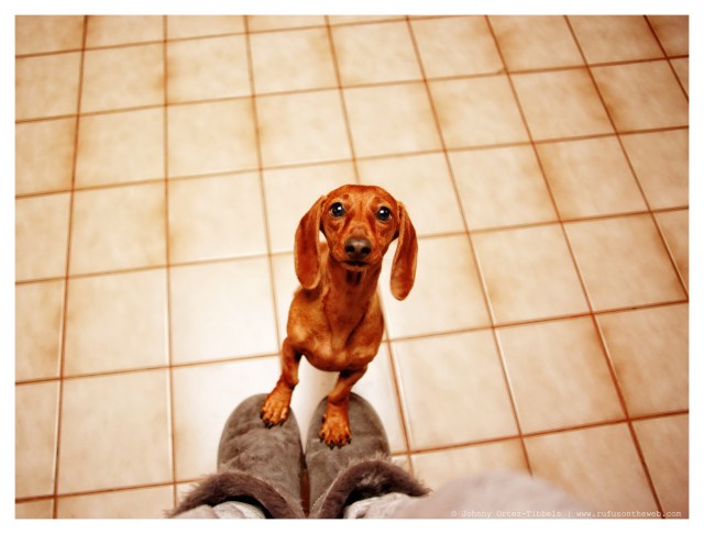 Lily | March 2014.  Photo by: Johnny Ortez-Tibbels ©