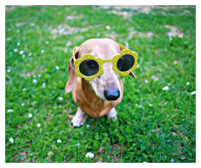 Rufus | March 2014.  Photo by: Johnny Ortez-Tibbels ©