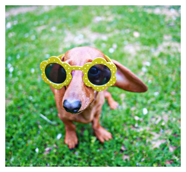 Lily | March 2014.  Photo by: Johnny Ortez-Tibbels ©