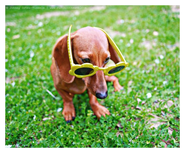 Lily | March 2014.  Photo by: Johnny Ortez-Tibbels ©