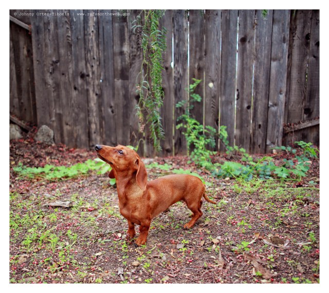 Lily | March 2014.  Photo by: Johnny Ortez-Tibbels ©