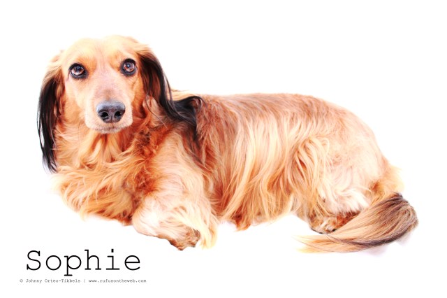 dachshund, doxies, longhairdachshund 
