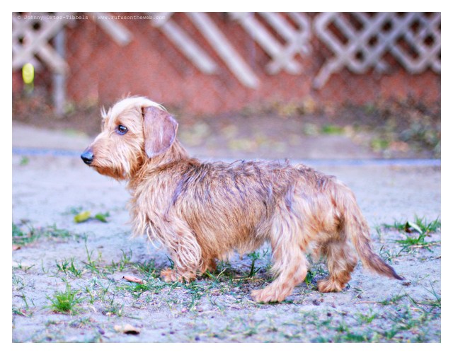 Harold March 2013 | Photo by: Johnny Ortez-Tibbels ©