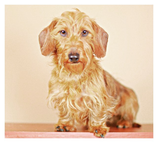 Harold March 2013 | Photo by: Johnny Ortez-Tibbels ©