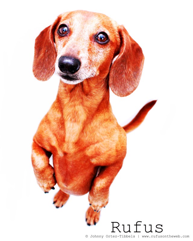 Rufus. Photo by: Johnny Ortez-Tibbels ©
