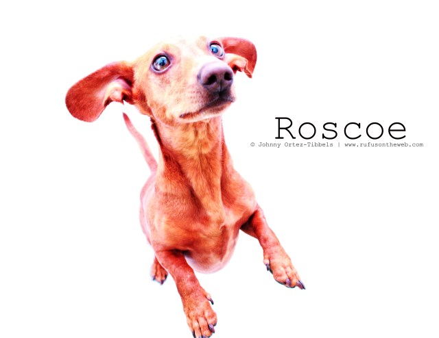 Roscoe | 2011.  Photo by: Johnny Ortez-Tibbels ©