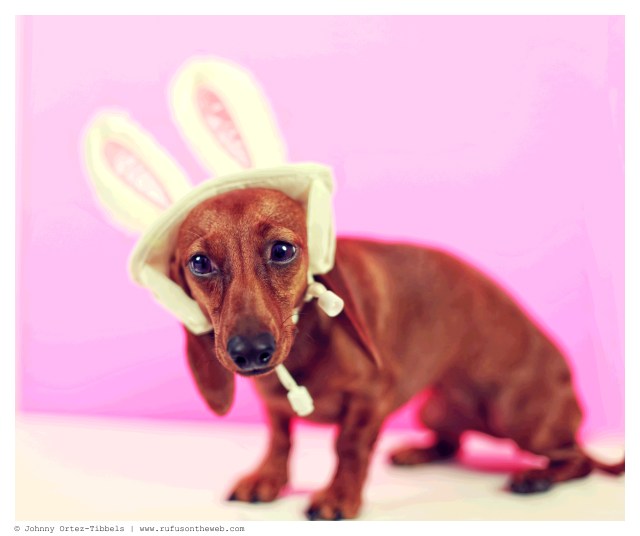 Lily | April 2014. Photo by: Johnny Ortez-Tibbels ©