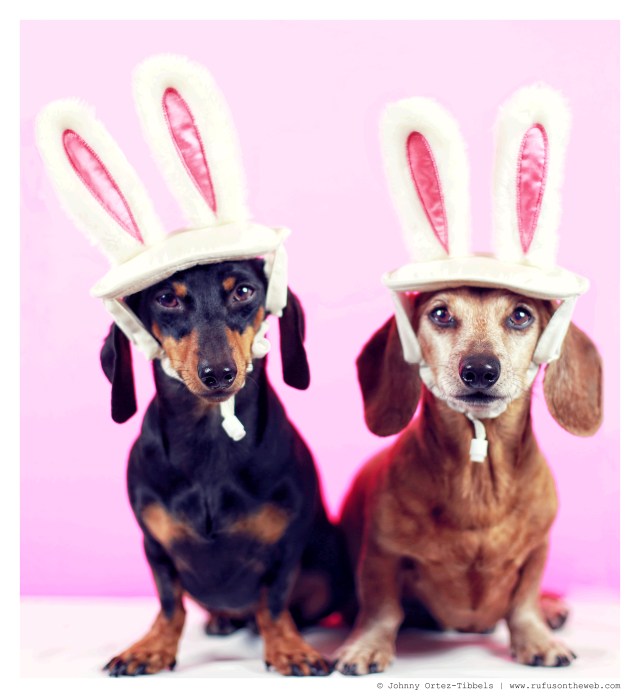 Emily & Rufus | April 2014.  Photo by: Johnny Ortez-Tibbels ©