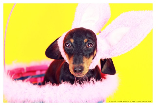 Emily | April 2012.  Photo by: Johnny Ortez-Tibbels ©