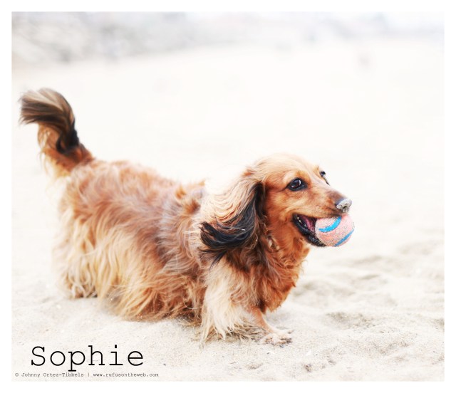 Sophie.  Photo by: Johnny Ortez-Tibbels ©