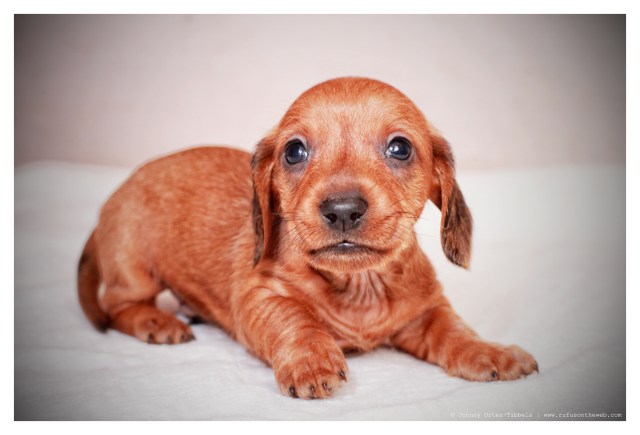 Wirehair Dachshund Puppy | February 2012.  Photo by: Johnny Ortez-Tibbels ©