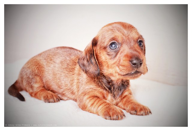 Wirehair Dachshund Puppy | February 2012.  Photo by: Johnny Ortez-Tibbels ©