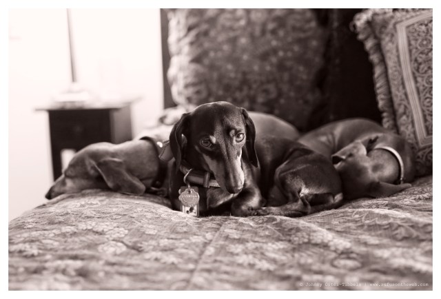 Rufus, Emily & Lily | March 2014.  Photo by: Johnny Ortez-Tibbels ©