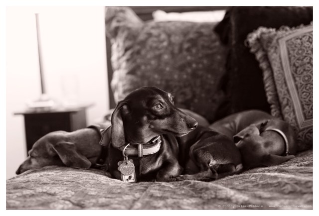 Rufus, Emily & Lily | March 2014.  Photo by: Johnny Ortez-Tibbels ©