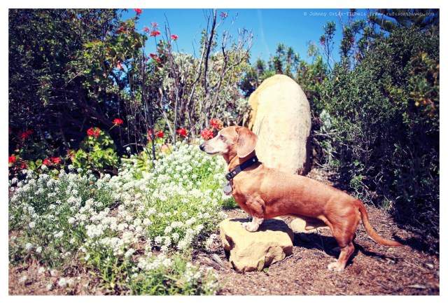 Rufus | March 2014.  Photo by: Johnny Ortez-Tibbels ©