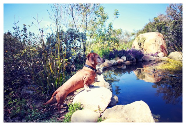 Rufus | March 2014.  Photo by: Johnny Ortez-Tibbels ©