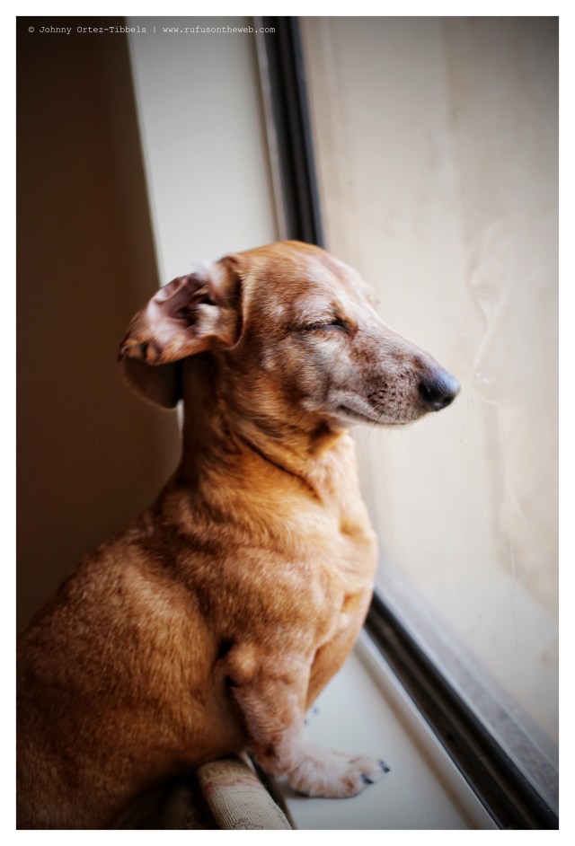 Rufus | April 2014. Photo by: Johnny Ortez-Tibbels ©