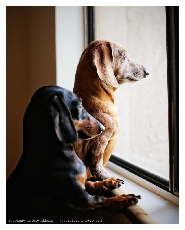 Rufus & Emily | April 2014.  Photo by: Johnny Ortez-Tibbels ©