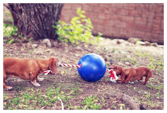 Rufus & Lily | April 2014.  Photo by: Johnny Ortez-Tibbels ©