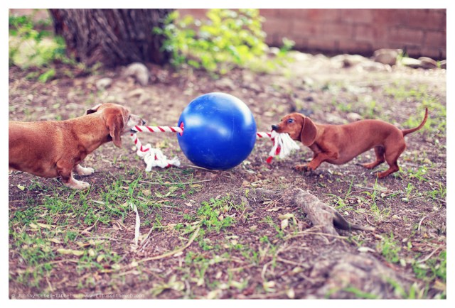 Rufus & Lily | April 2014.  Photo by: Johnny Ortez-Tibbels ©