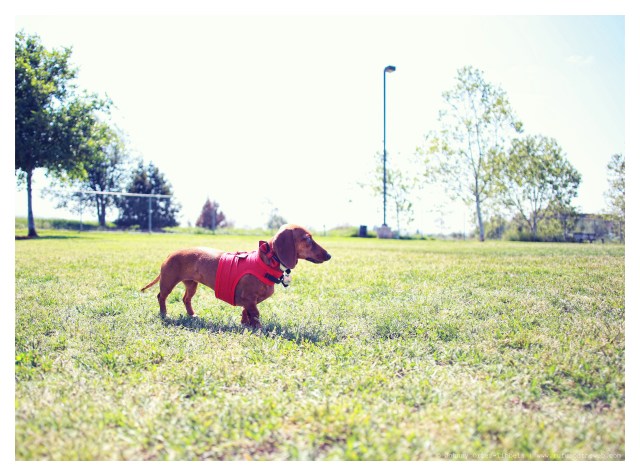 Lily | April 2014.  Photo by: Johnny Ortez-Tibbels ©