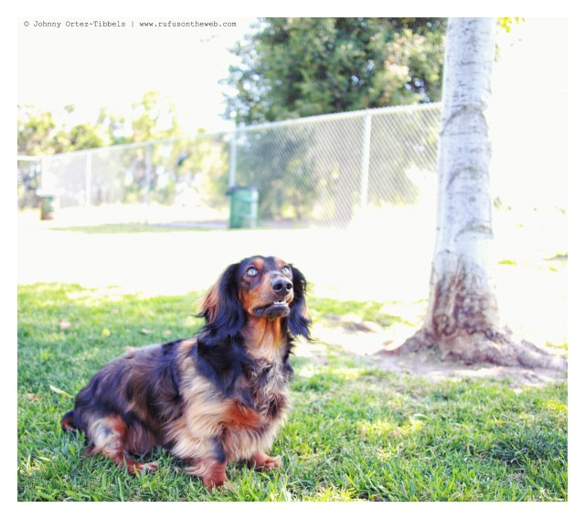 Bear | April 2014.  Photo by: Johnny Ortez-Tibbels ©