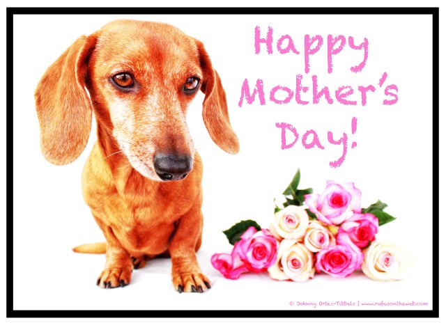 Rufus | 2011.  Photo by: Johnny Ortez-Tibbels ©