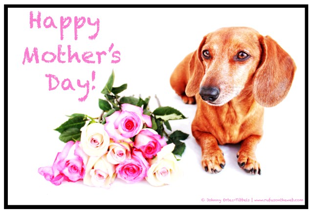 Rufus | 2011.  Photo by: Johnny Ortez-Tibbels ©