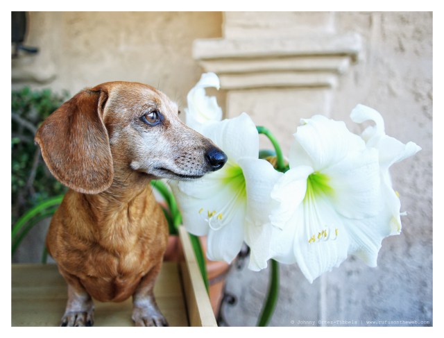 Rufus | April 2014.  Photo by: Johnny Ortez-Tibbels ©