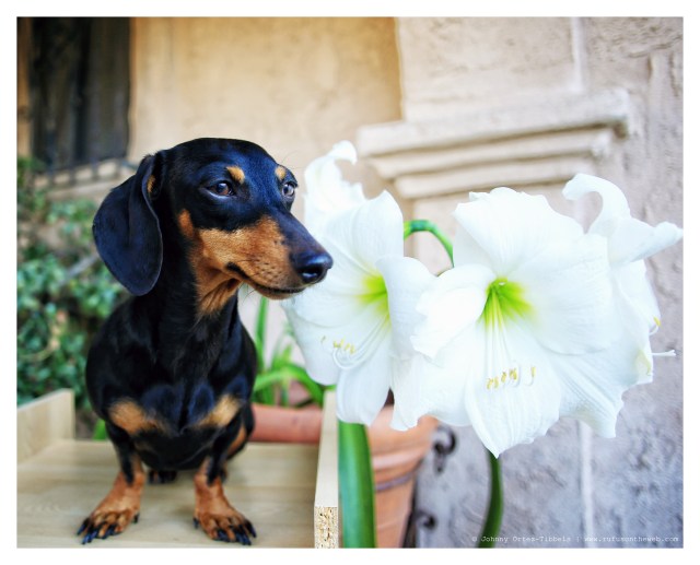 Emily | April 2014.  Photo by: Johnny Ortez-Tibbels ©